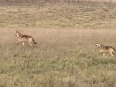 Wilki blisko zabudowań pod Olsztynem. Dumnie spacerują nad jeziorem
