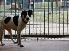 Kto poprowadzi schronisko dla zwierząt w Legnicy. Wpłynęła jedna oferta