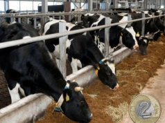 Ceny mleka znów w dół. Gdzie mleczarnie płacą najmniej?