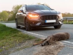 Zabrał martwe zwierzę do domu. Może zostać skazany za kradzież