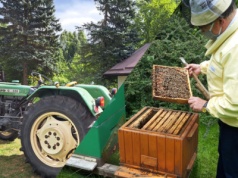 28 listopada to ostatni dzień na wsparcie działalności pszczelarskiej i ubieganie się o premię na rozwój małych gospodarstw