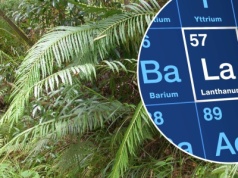 Ta roślina produkuje najcenniejsze metale na świecie. Naukowcy zaskoczeni