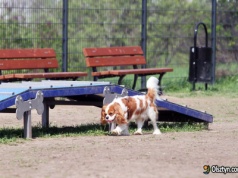 Powraca sprawa „zabójczych oprysków” w Olsztynie. Wyniki kontroli zaskakują