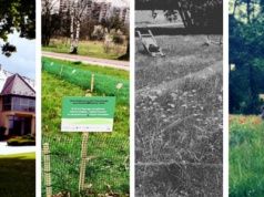 ToBeLawn – miejskie łąki, które zmieniają oblicze naszych miast