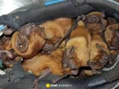 Nie mógł uwierzyć w to, co zobaczył w swoich butach. Kulisy akcji strażników