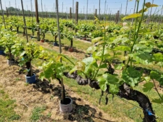 "Polskie winiarstwo dojrzewa. Potrzebujemy wiedzy, współpracy i odwagi"