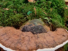 Grzyb długowieczności rośnie w Polsce. W Japonii to wielki rarytas