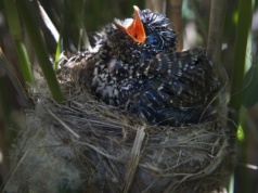 Słyną z tego, że podrzucają jaja. Zaczął się istny wyścig zbrojeń