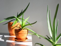 Te rośliny doniczkowe przetrwają wszystko. Idealne dla zapominalskich i zabieganych