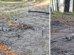 Niebezpieczna pułapka na leśnej drodze. Na miejsce wezwano policję