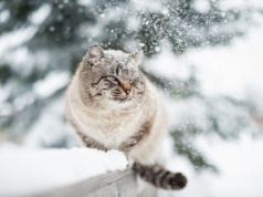 Zimowy apel do kierowców. „Sprawdź, czy pod maską nie ma kota”