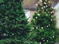 Ceny drzewek na Boże Narodzenie 2025. Tu możesz sam ściąć swoje drzewo