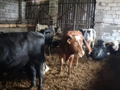 Masz bydło na głębokiej ściółce? Sprawdź, czy musisz mieć płytę obornikową