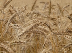 Niespodzianka sezonu w UE: jęczmień droższy niż pszenica!