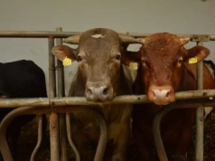 Ceny bydła: czy widać już w skupach przedświąteczne podwyżki?