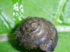 Chcą uratować włochatego ślimaka. Zachował się tylko w stolicy kraju