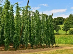 Nowe przepisy uderzą w rolników? Grozi im likwidacja gospodarstw