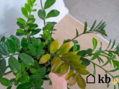 Wsyp to zamiokulkasowi, a odżyje w kilka dni! Domowy trik z kuchni