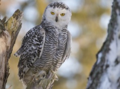 Została uznana za wymarłą. Była towarzyszką Harry'ego Pottera