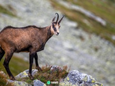 Policzyli tatrzańskie kozice. Populacja zmniejszyła się o 15 proc.