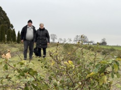 Na polu pigwowiec zamiast żyta. Pomysł, który zaowocował