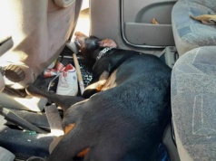 Mocny wyrok za pozostawienie psa w rozgrzanym aucie