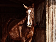 Siennica Różana: Mężczyzna kopnięty przez konia trafił do szpitala