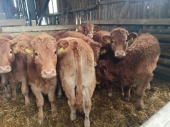 Co naprawdę dzieje się z cenami bydła w listopadzie 2025?