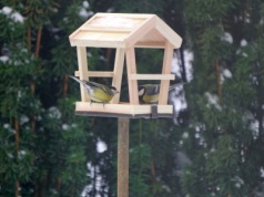 Wyzwanie dla przyrodników. Rozpoznajesz te ptaki w karmniku?