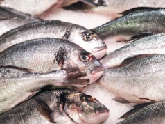 Setki martwych ryb na Zawadach. "Nigdy czegoś takiego nie widzieliśmy"