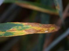 Choroba pszenicy atakuje nawet 12 mln ha rocznie. Na rynku pojawi się nowy biofungicyd