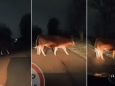 Nietypowa sytuacja w Policach. Wyszedł z ciemności wprost na drogę. "O tej porze bez opieki?"