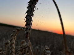 Większość zbóż potaniała na światowych giełdach