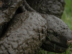 Długowieczny gad nie żyje. Przeżył dwie wojny światowe i 20 prezydentów