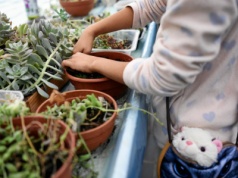 Sukulenty "wystrzeliły" w górę? To znak, że walczą o światło. Można jeszcze na tym skorzystać