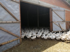 Nowe ognisko ptasiej grypy 2025. Rolnicy zaniepokojeni