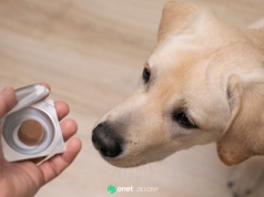 Kleszcze aktywne także zimą. Polacy wciąż bagatelizują zagrożenie dla zwierząt