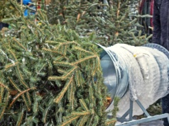 Ile w tym roku zapłacimy za naturalną choinkę? Już ruszyła sprzedaż