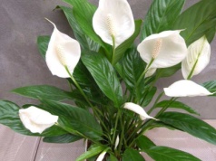 Umieść na dnie doniczki. Skrzydłokwiat ledwo udźwignie nowe pąki