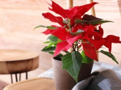 W tym miejscu nigdy nie kładź gwiazdy betlejemskiej. Już jej nie odratujesz