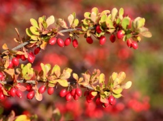 Obniża cukier i zły cholesterol. Mówią, że to "naturalny Ozempic"