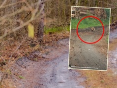 Leśnicy pokazali niezwykłe nagranie. "Uwaga, ostrzegamy!"