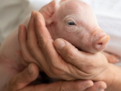 Nowe laboratoria w Instytucie Weterynaryjnym w Puławach. To inwestycja z KPO