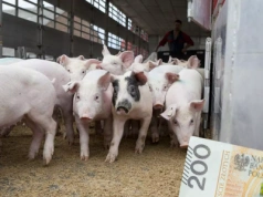 Ceny świń runęły nawet o 40 gr. Jakie są stawki za tucznika w Polsce?