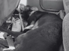 Zostawił psa w rozgrzanym jak piekarnik samochodzie. Bezwzględne więzienie dla sprawcy