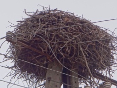 Bocianie gniazdo stanęło w płomieniach. Z ogniem walczyły dwa zastępy strażaków