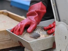 Pojawiły się świąteczne karpie. Oto ceny