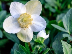 Zapomnij o grudniku, ta roślina jest jeszcze piękniejsza. Kwitnie przez całą zimę