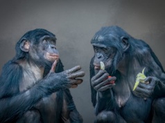 Niezwykłe odkrycie dotyczące szympansów. "Po miesiącach obserwacji byłem zdumiony"