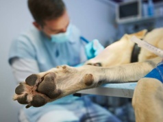 Zamarli, gdy weszli do mieszkania. Pies był o krok od śmierci